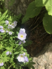 Polemonium pulcherrimum delicatum