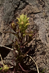 Orthocarpus cuspidatus