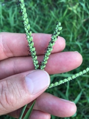 Paspalum pubiflorum pubiflorum