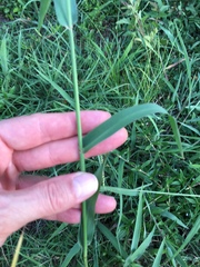 Paspalum pubiflorum pubiflorum