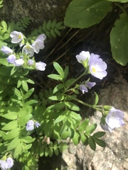 Polemonium pulcherrimum delicatum