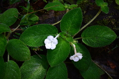 Episcia lilacina