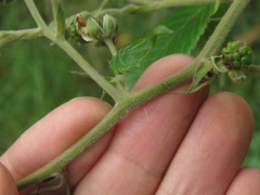 Rubus floribundus