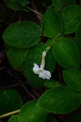 Episcia lilacina