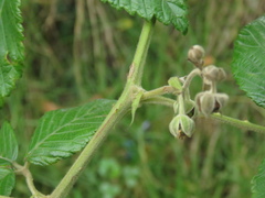 Rubus floribundus