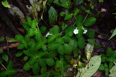 Episcia lilacina