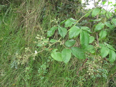 Rubus floribundus