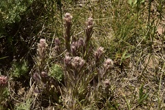 Castilleja pilosa
