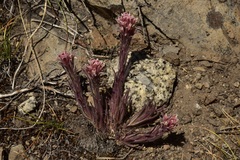 Castilleja pilosa