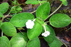 Episcia lilacina