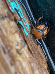 Bolbocerosoma farctum