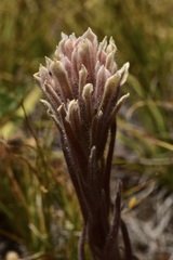 Castilleja pilosa