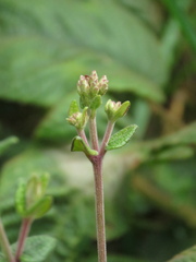 Chromolaena bullata