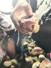 Odontaster penicillatus