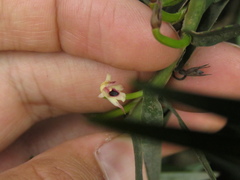Maxillaria graminifolia