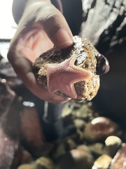 Odontaster penicillatus