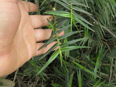 Maxillaria graminifolia
