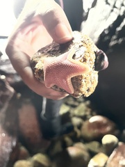 Odontaster penicillatus