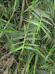 Maxillaria graminifolia