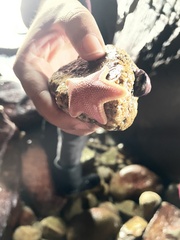 Odontaster penicillatus