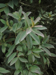 Gaiadendron punctatum