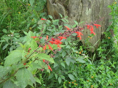 Salvia rufula