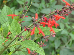 Salvia rufula