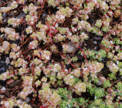 Coral-necklace