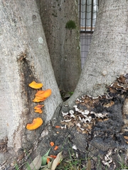Fungi
