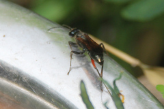 Chalybion femoratum