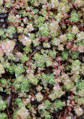 Illecebrum verticillatum