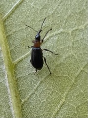 Eugnamptus angustatus