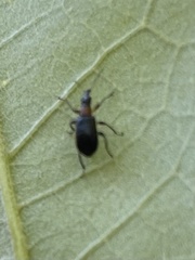 Eugnamptus angustatus