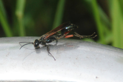 Chalybion femoratum