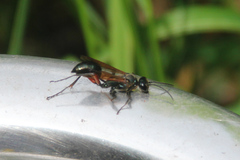 Chalybion femoratum