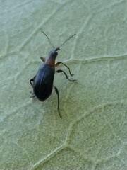 Eugnamptus angustatus