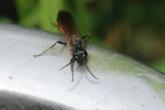 Chalybion femoratum