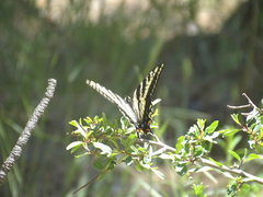 Papilio eurymedon