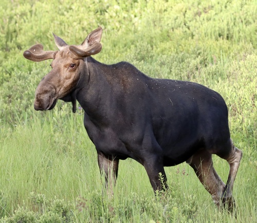 Eastern Moose photographed in New Hampshire