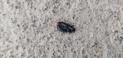 Blapstinus discolor