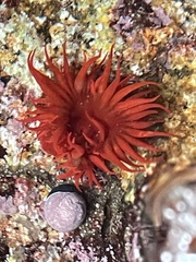 Anemonia alicemartinae