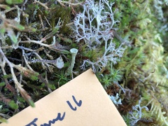 Cladonia albonigra