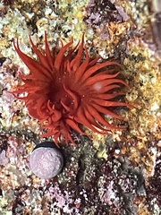 Anemonia alicemartinae