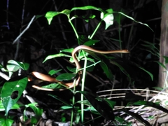 Thamnodynastes pallidus