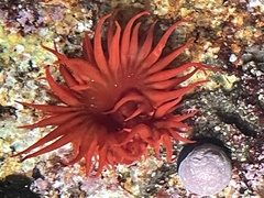 Anemonia alicemartinae
