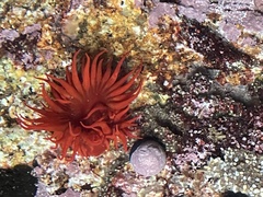 Anemonia alicemartinae