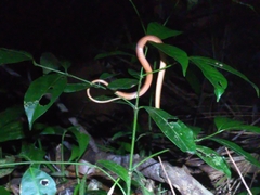 Thamnodynastes pallidus