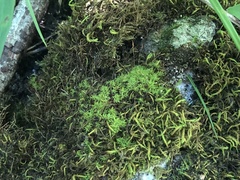 Tortella humilis