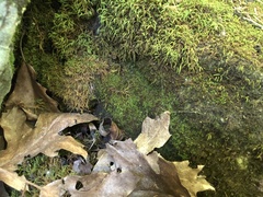 Gymnostomum aeruginosum