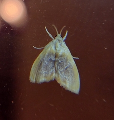 Glaphyria fulminalis